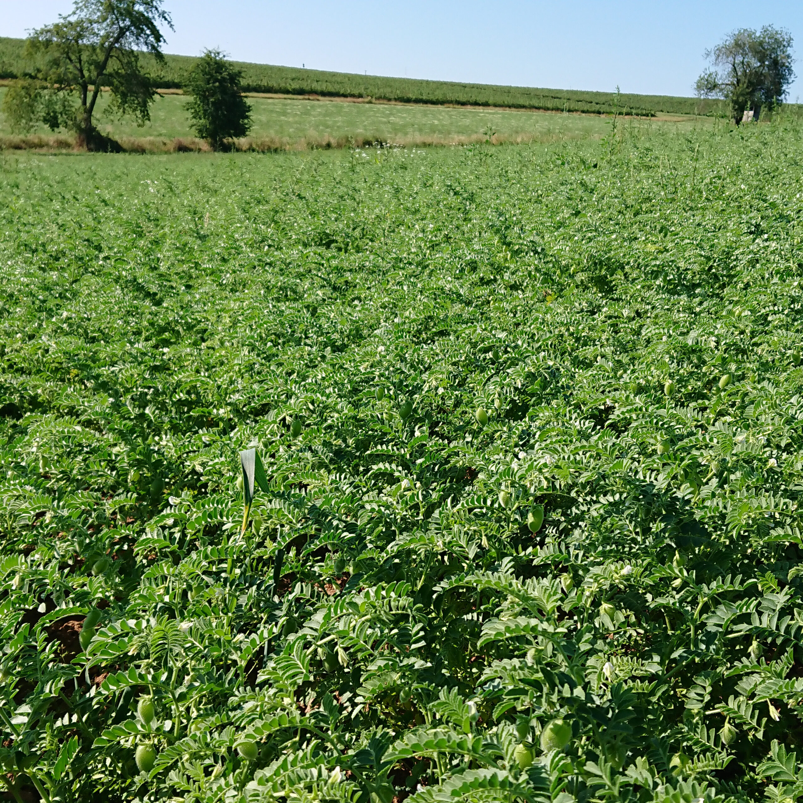 Kichererbsen regional naturbelassen – Bild 5