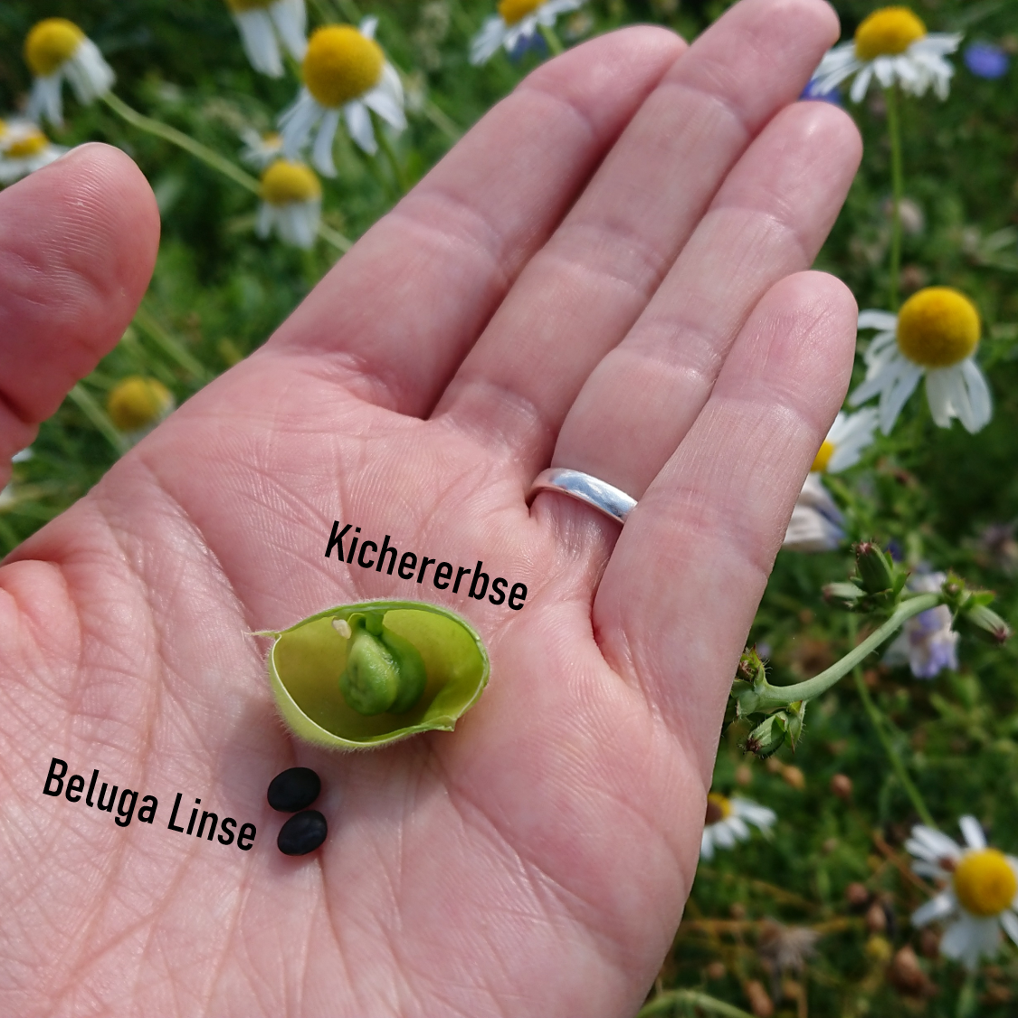 Beluga Linsen regional naturbelassen – Bild 6