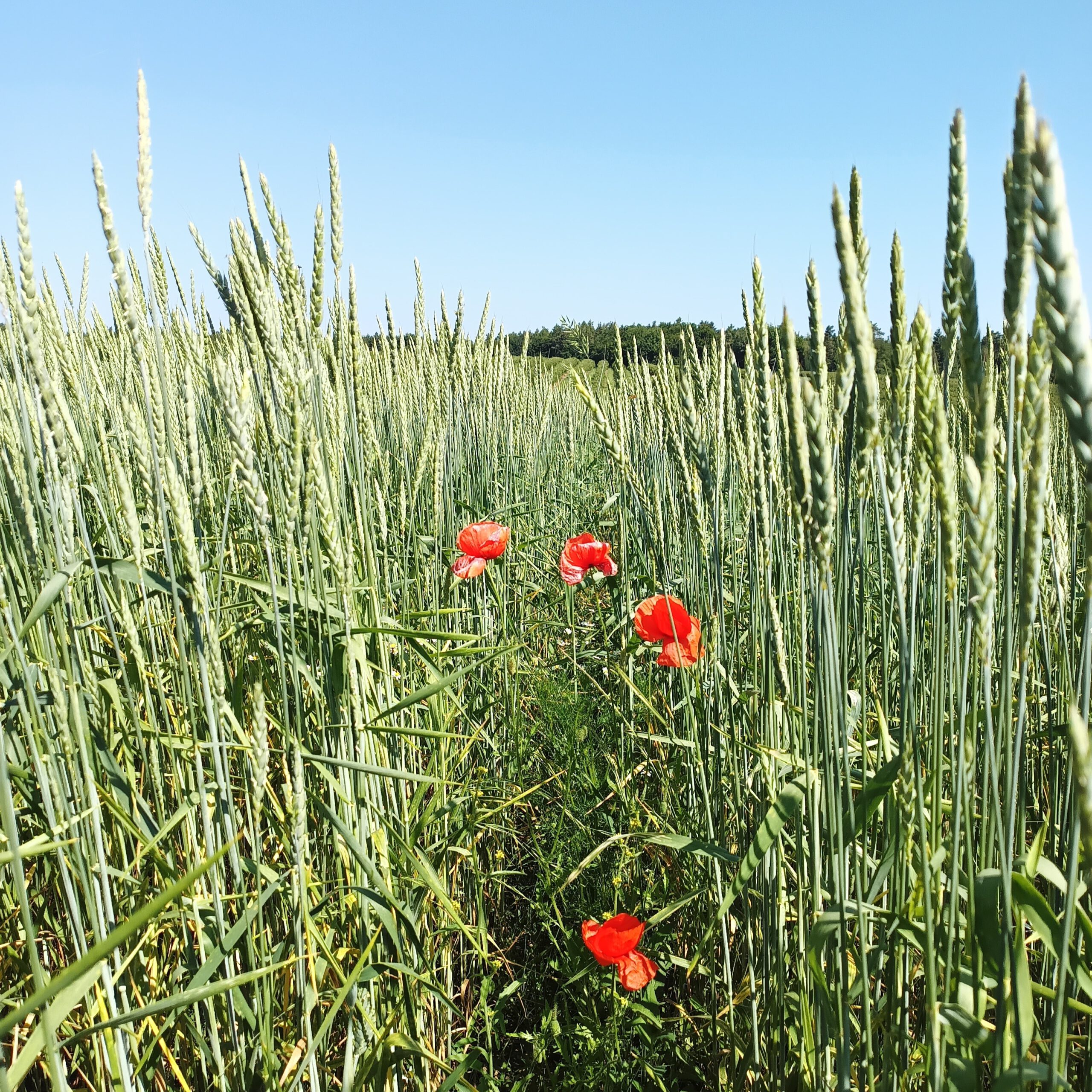 Dinkelmehl Type 630 regional naturbelassen – Bild 5