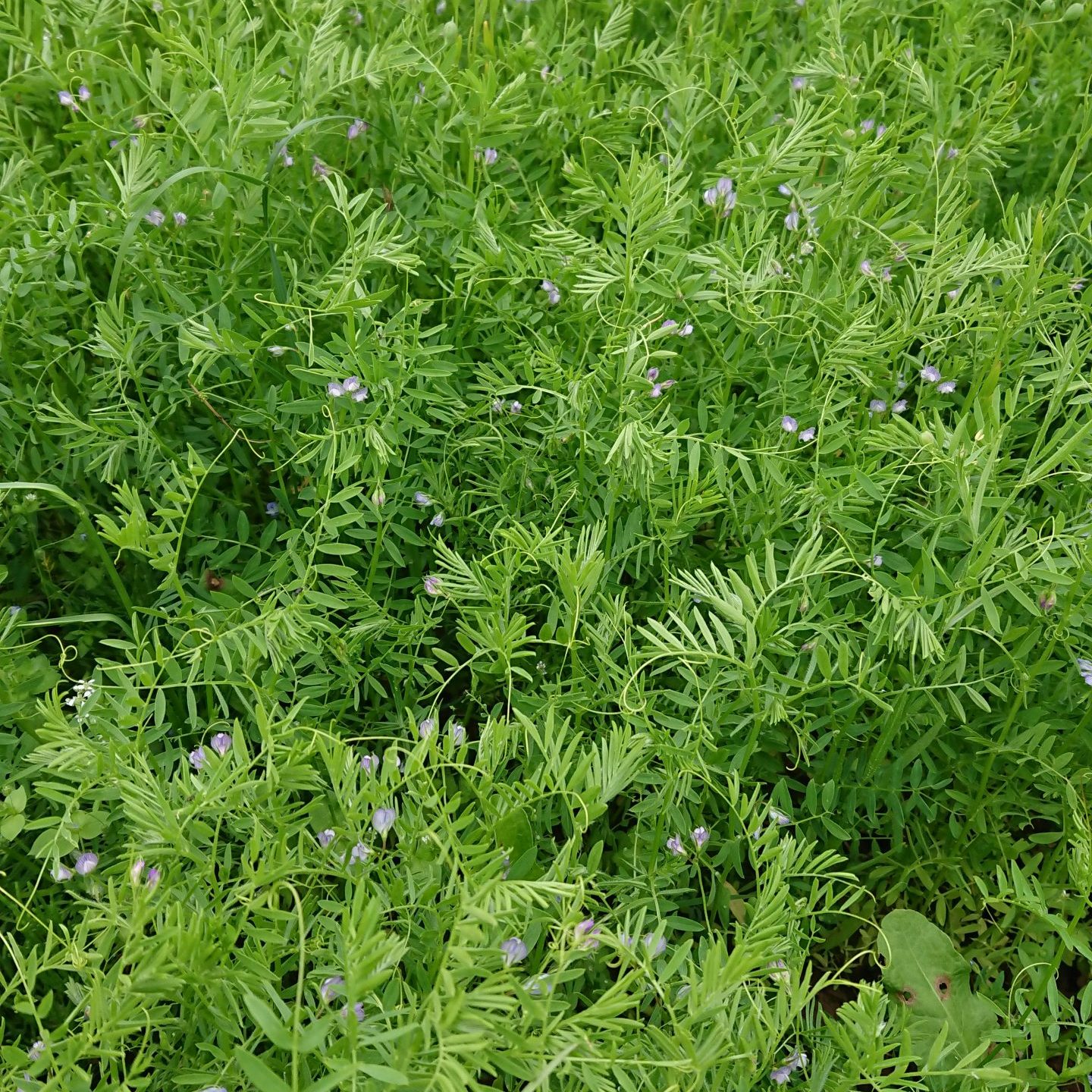Beluga Linsen regional naturbelassen – Bild 5